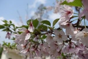 神野公園　桜2